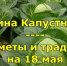 Народные приметы на 18 мая – Арина Капустница - Время и Люди